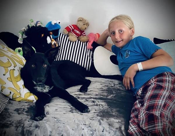 Hund - Ludde Hund - Ludde