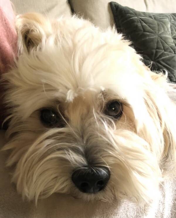 Hund