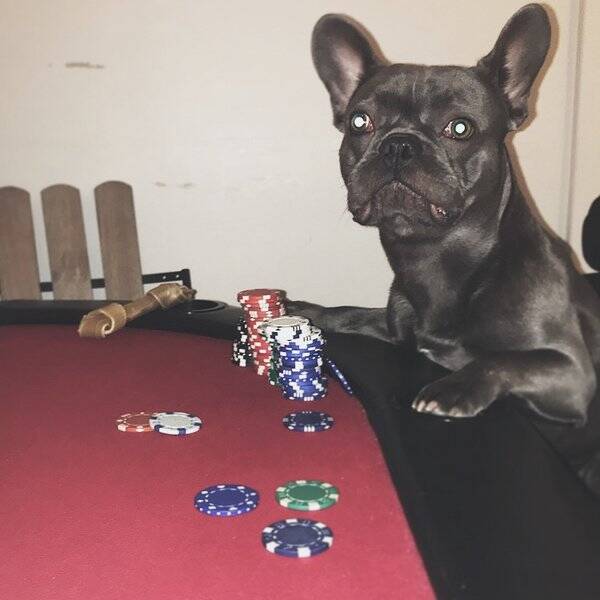 Hund - Frank Bulldog
