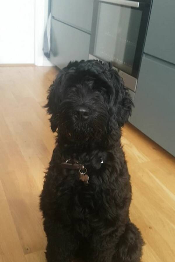 Hund - Australian Labradoodle