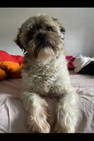 Shih tzu Shih tzu
