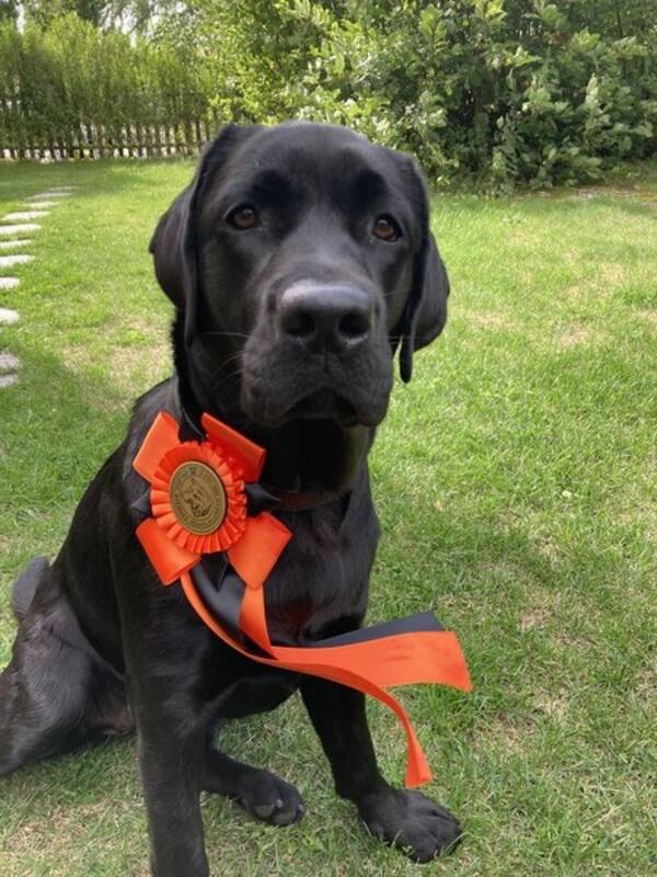 Hund - Labradoren Malin