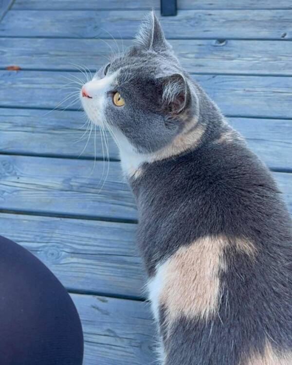 Katt -  Katten Zoey
