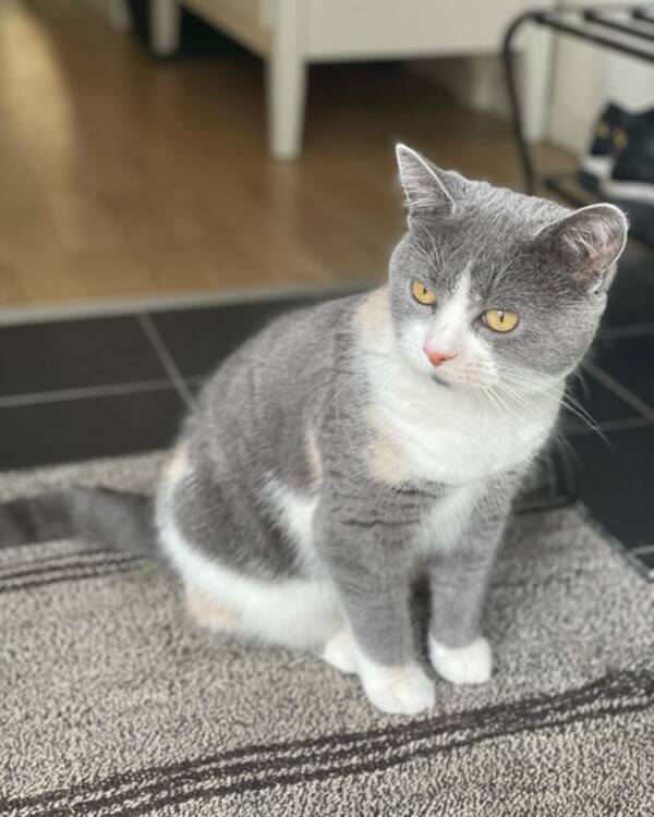 Katt -  Katten Zoey