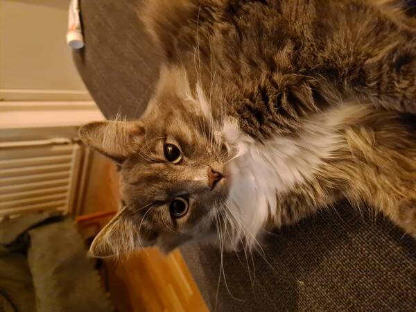 Katt - Milo Katt - Milo