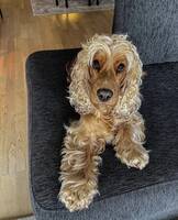 Engelsk Cocker Spaniel Engelsk Cocker Spaniel