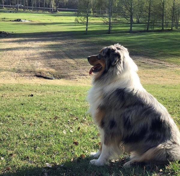 Hund - Australian Shepherd, blue merle