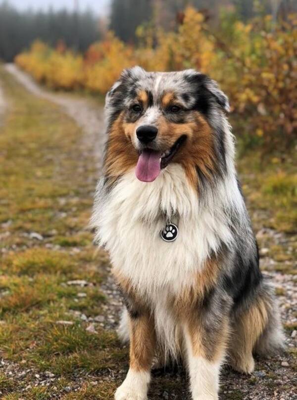 Hund - Australian Shepherd, blue merle