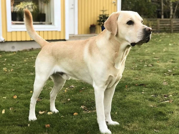 Hund - Labradoren Milo