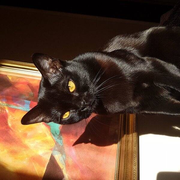 Katt - Katten Zena