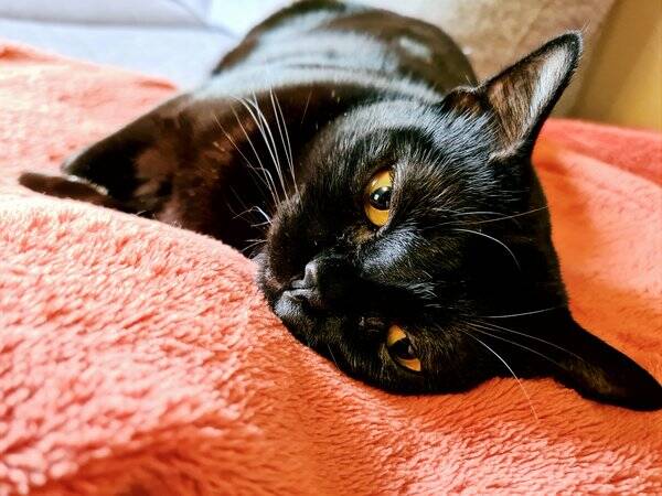 Katt - Katten Zena