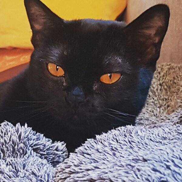 Katt - Katten Zena