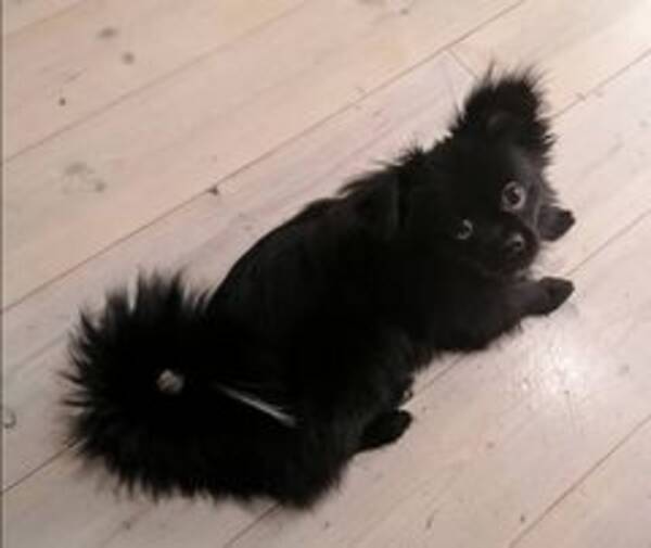 Hund - Vår hund Lilly