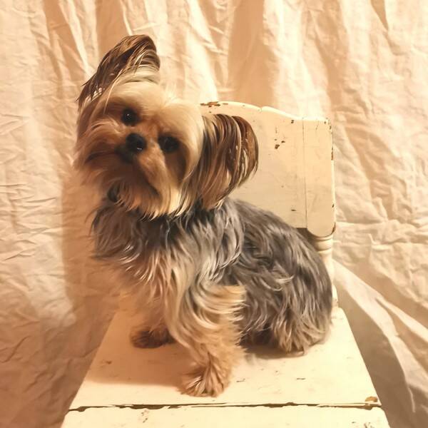 Hund - Yorkshireterrier 