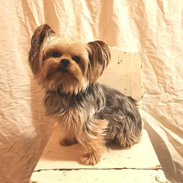 Hund - Yorkshireterrier 