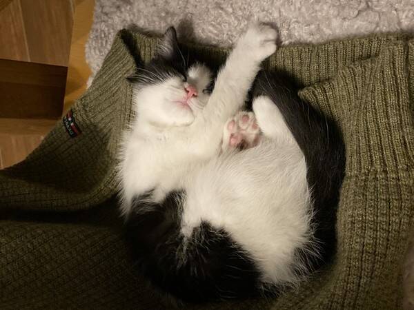 Katt - Norsk skog katt