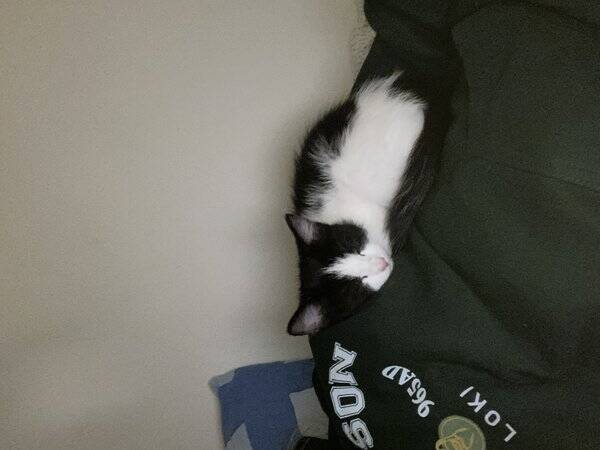 Katt - Norsk skog katt