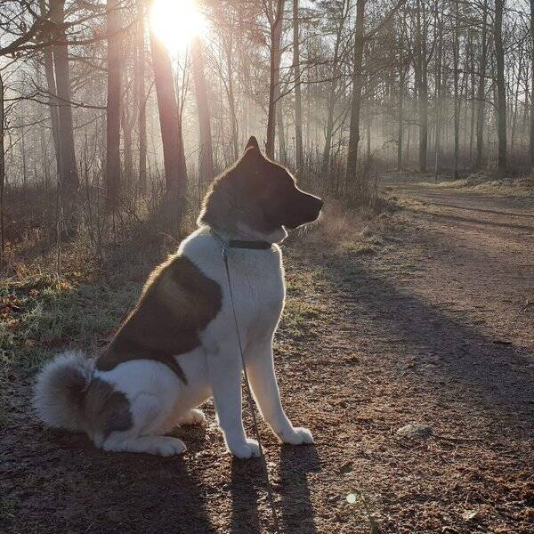 Hund - Zumo american akita