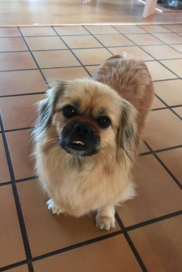 Hund - Tibetansk spaniel