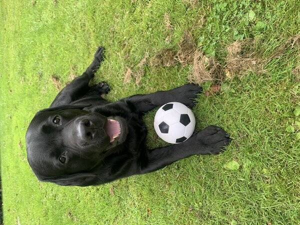 Hund