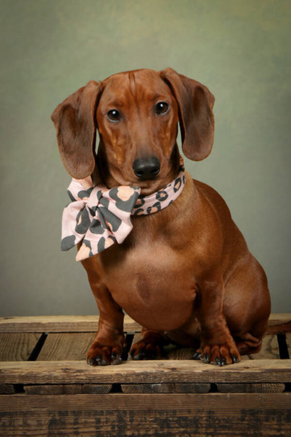 Hund - Taxen Cleopatra