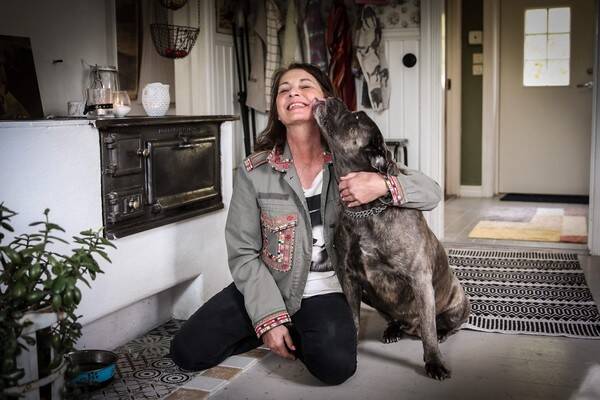 Hund - Havanna, Cane  Corso, ,lite ovanlig ras 