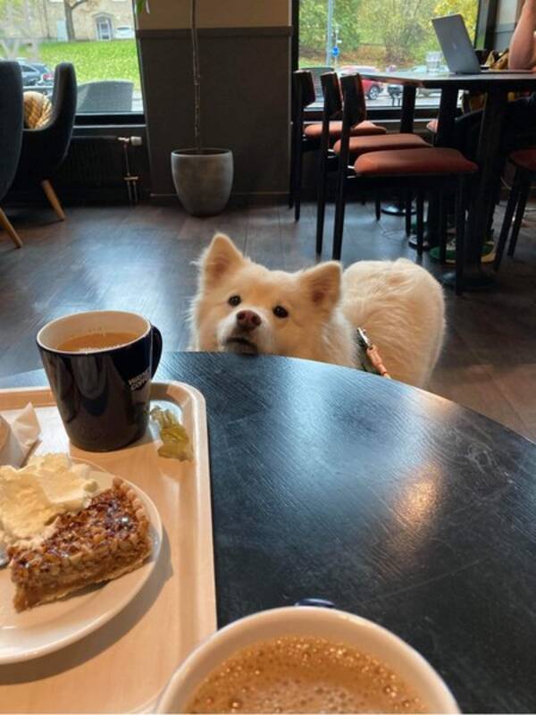 Hund - Leija Lapphund