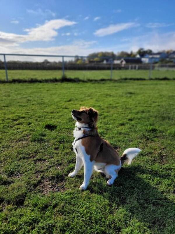 Hund - Dansk Svensk Grdshund