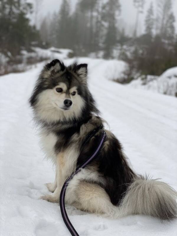 Hund - Luna, Finsk lapphund Hund - Luna, Finsk lapphund