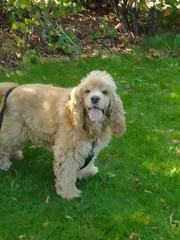 Hund - Amerikansk Cocker spaniel