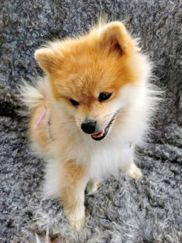 Hund - Pomeranian 