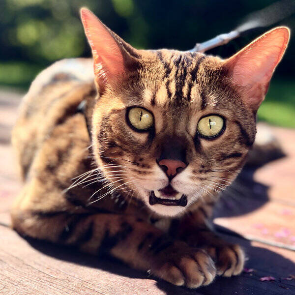 Katt - Oscar Benruno