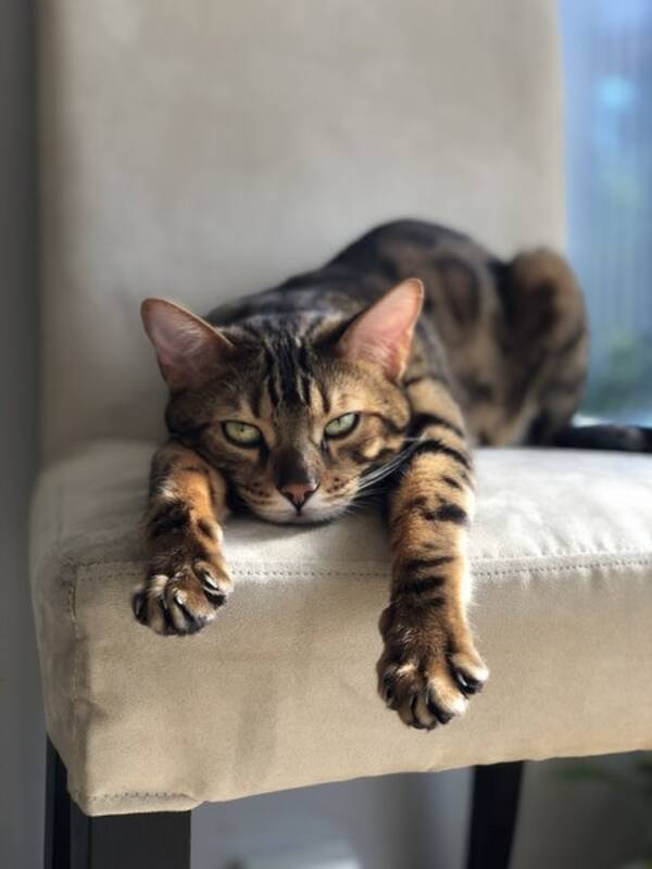 Katt - Oscar Benruno