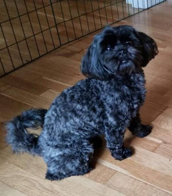 Hund - Shih-poo