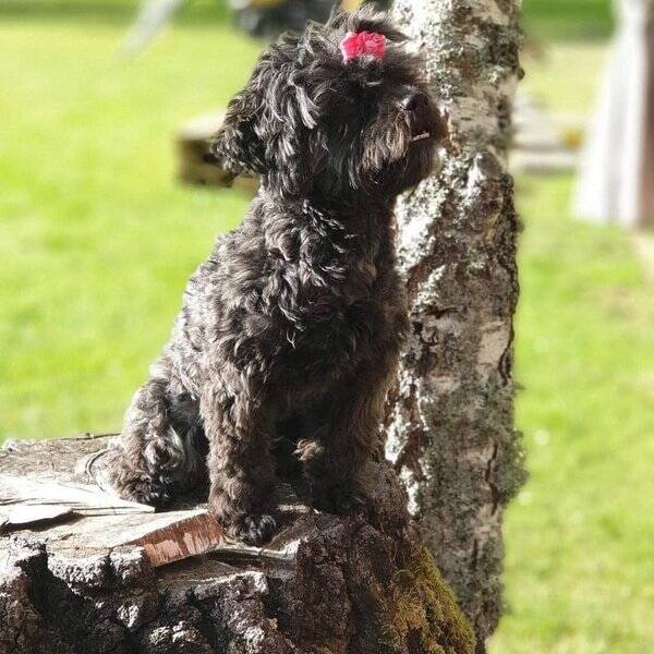 Hund - Shih-poo