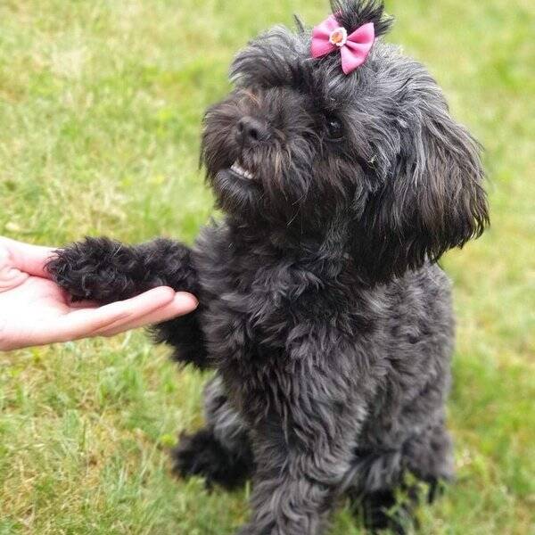 Hund - Shih-poo
