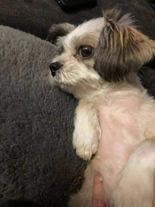 Hund - shih tzu/Powderpuff Pippi