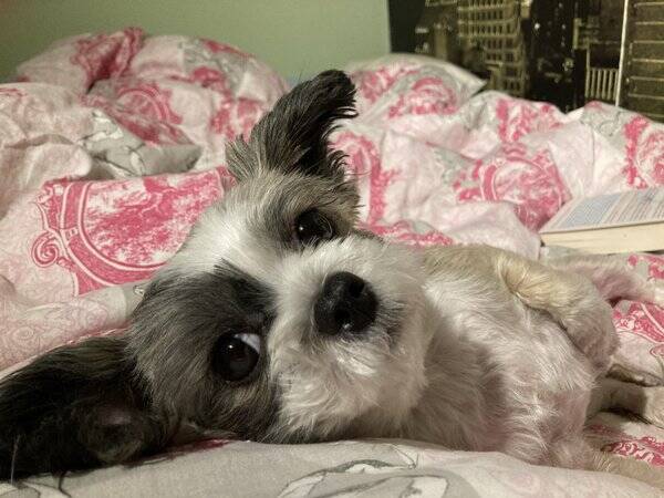 Hund - shih tzu/Powderpuff Pippi