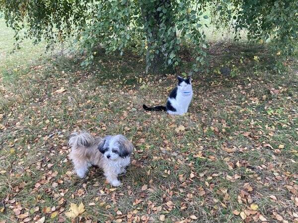 Hund - shih tzu/Powderpuff Pippi