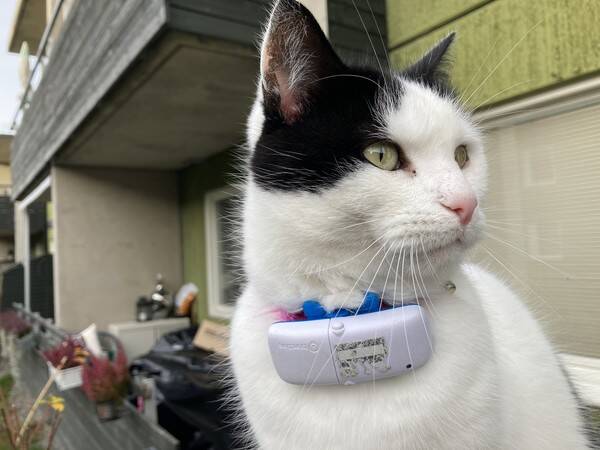 Katt - Huskatt svart och vit med rosa nos