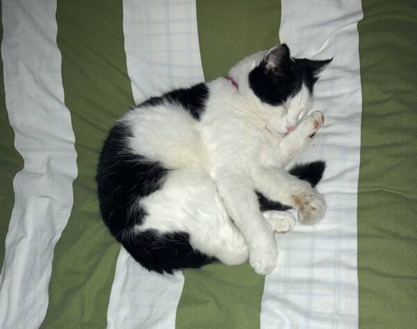 Katt - Huskatt svart och vit med rosa nos