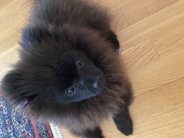 Hund - Kleinspitz/pomeranian Enzo