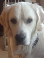 Golden Retriever; Tengo 9 år Golden Retriever; Tengo 9 år