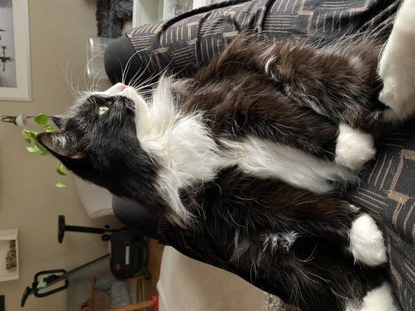 Katt - Barbro Jansson