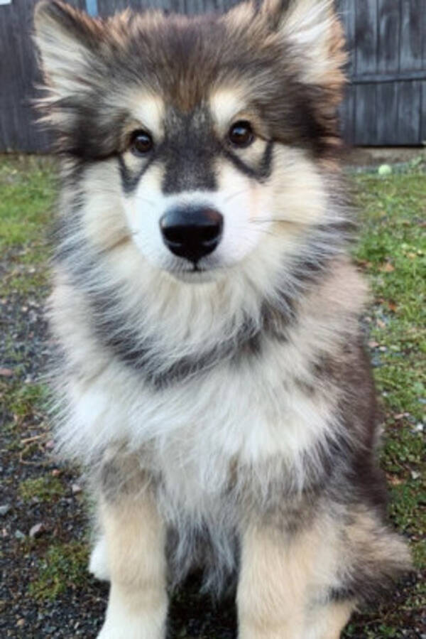 Hund - Alaskan Malamute, Fendi