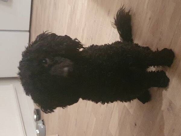 Hund - Pudel Hund - Pudel