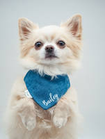 Chihuahua Bailey Chihuahua Bailey