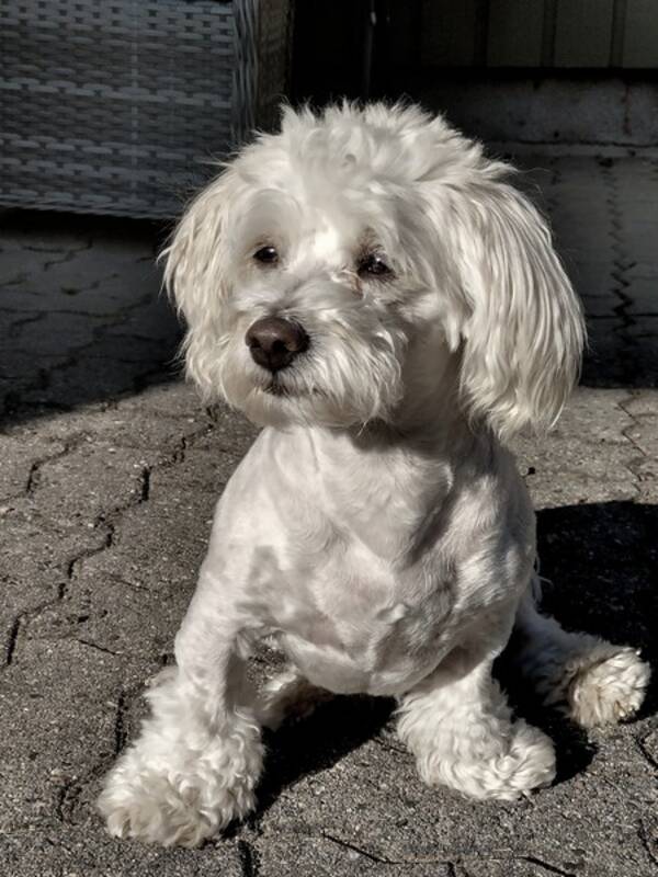 Hund - Havanaise  Hund - Havanaise