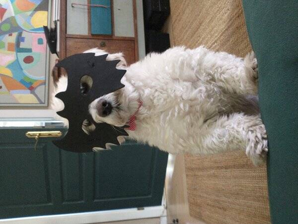 Hund - Havanaise  Hund - Havanaise