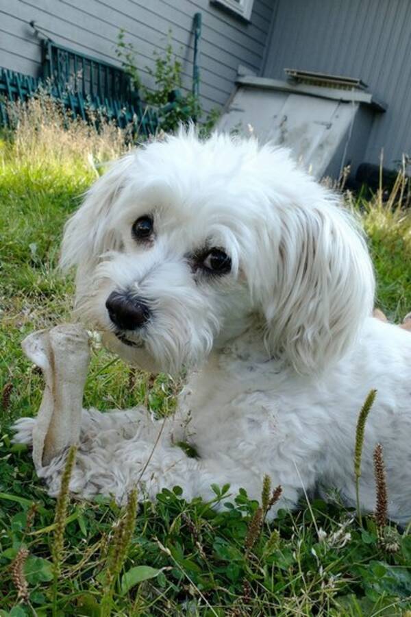 Hund - Havanaise  Hund - Havanaise